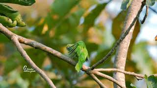 Indian Leaf Bird