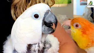 Update on Victoria Cockatoo’s Visit to The Eye Doctor | Puffman Caique Jealous of The Queen!