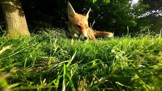 Sycamore Fox Extract   My Portion  Sarah Liberman