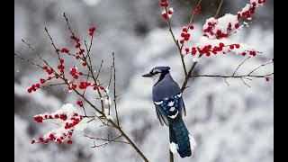 10 hours of bird chirping to help you sleep/study