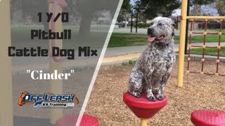 1 Y/O PIT BULL CATTLE DOG MIX “CINDER” 2 WK BOARD AND TRAIN PROGRAM W/DAVID