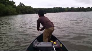 Musky at canoe side