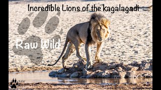 Lions of the Kgalagadi - Raw Wild