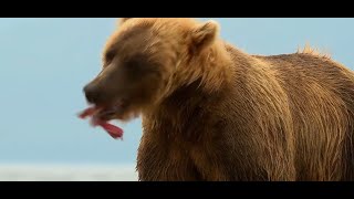 Scary Bear Attacks: James Christie's Face Was Torn Off By This Grizzly Bear #Shorts