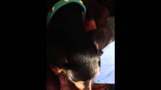 Frank has the hiccups