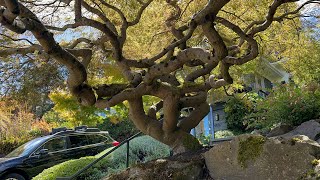 Restoring a Weeping Japanese Maple from the mushroom cut (Acer palmatum dissectum) pruning in August