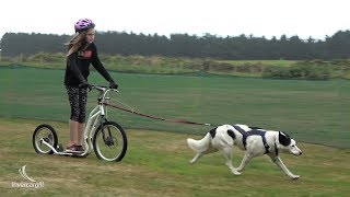 ICC Parks Week - Sandy Point Dogs Environment