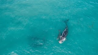 Humpback Whales Cruising Perth Metro | 2017