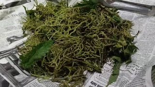 सिस्नु को फुलको recipes 