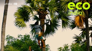 Eco India: Tamil Nadu’s ban on toddy leaves Palmyra climbers fighting for their livelihoods