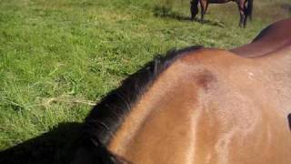 Oregon Extension - greeting the horses