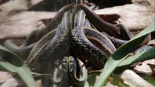 Garden Snake With Ride Along Song