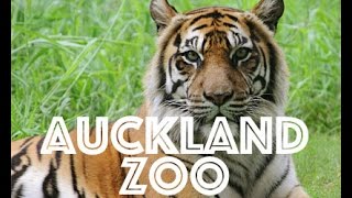 New Zealand Adventures: Auckland Zoo
