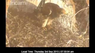 3 September 2015 Verreaux's Eagles Breakfast is Served