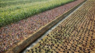 How China Processes Millions of Rare Black Chickens That Amazed the United States