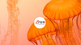 Enjoy with Bravo Creative No CopyRight Music