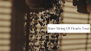 String Of Hearts Plant Tour | Rare Silver Glory Collection