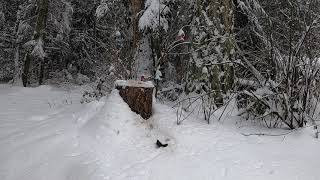 Relaxing Music, Live Birds Sounds, Birds Playing In Snow.