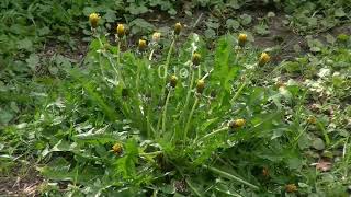 Natural Flowers are dancing for Calm Music