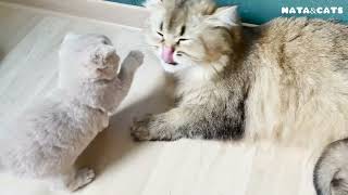 Cute kittens with their mom