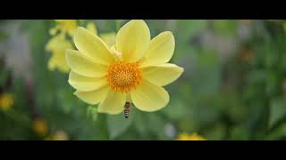Claude Monet's Garden - Giverny, France 2024 [4K]