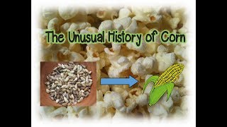 The Unusual History of Corn