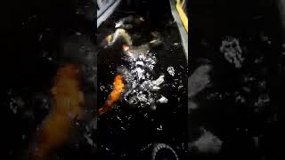 kolam koi sederhana isinya jumbo