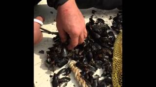 Gypsy Blood, Diversion Group Dive - Sept 2014