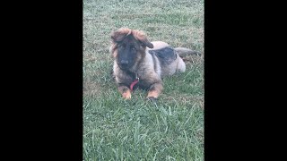 Chema the German shepherded puppy ❤️🐶#youtube #viral #live #dog #trending #amazing