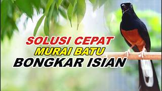 MURAI BATU GACOR FULL ISIAN TEMBAKAN DAN KRETEKAN GANAS AMPUH MELATIH MURAI BATU EMOSI BONGKAR ISIAN