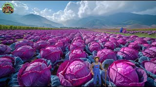 How US Farmers Harvest 100 Million Tons Of Cabbage - Agriculture Technology
