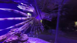 Feeding snowflake eel and lionfish gopro footage fowlr