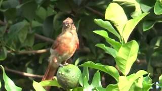 Northern Cardinal, Red Bird Immature, Molting, Bird Does Balance Act On An Orange In Tree, Florida