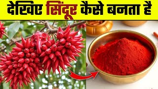 सिंदूर कैसे बनता है | Sindoor Kis Chij se Banta hai | Sindur Tree | Kick Fact