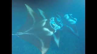Manta Rays _Kona_Hawaii