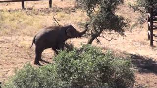 PRINCE: AN ELEPHANT AND HIS TREES