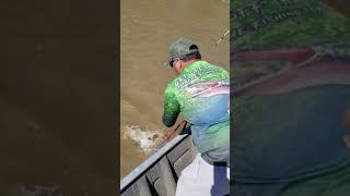 1 of 9 Alligator Gar
