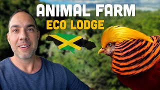 Rasta Fowl, "Trump" Pheasant & Greedy Goat...Animal Farm & Eco Lodge Tour!