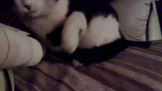 Cat boxing