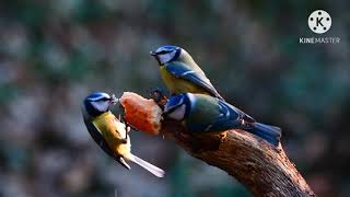 "Spring Of Birds"