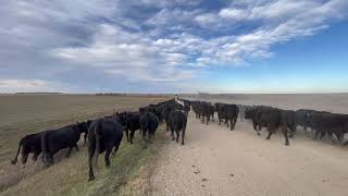 Cow Relocation to another destination