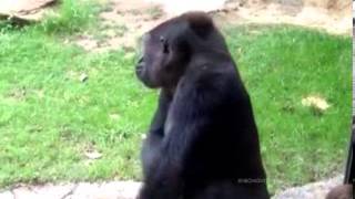 Taunted by kids, Gorilla gets the last word.