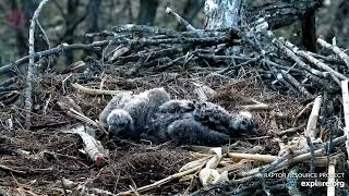 Decorah North Eagles - DN16 Startled By Live Fish On The Nest - 2022.04.24