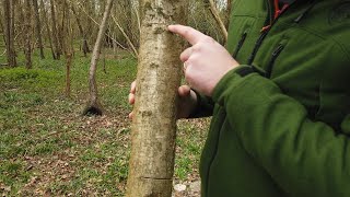 Splitting Wood Without an Axe - BUSHCRAFT SKILLS - Splitting without an Axe.