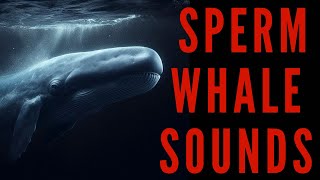 SPERM WHALE SOUNDS - Sperm Whale Noise | maktub_ytv