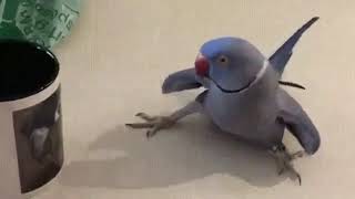 OMG IM DEADD 😂🤣🤪  #parrot #bird #karate #moves #love #funny #comedy #laugh #animal #nature #cute