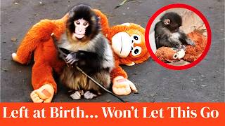 Abandoned Baby Monkey Finds Comfort in a Plush Toy