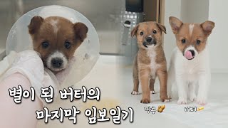 Peanut Butter Imbo Diary #1 | Goodbye, my 36th puppy, 2 months old | Temporary foster care for a ...