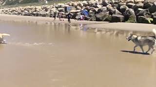 Father’s Day w/Milo and Raya - Rincon Beach Ventura