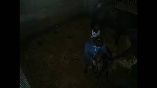 Windhover Farm Live Stream - Gemma's Foal